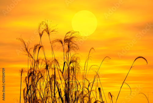 The bulrushes against sunlight over sky background in sunset