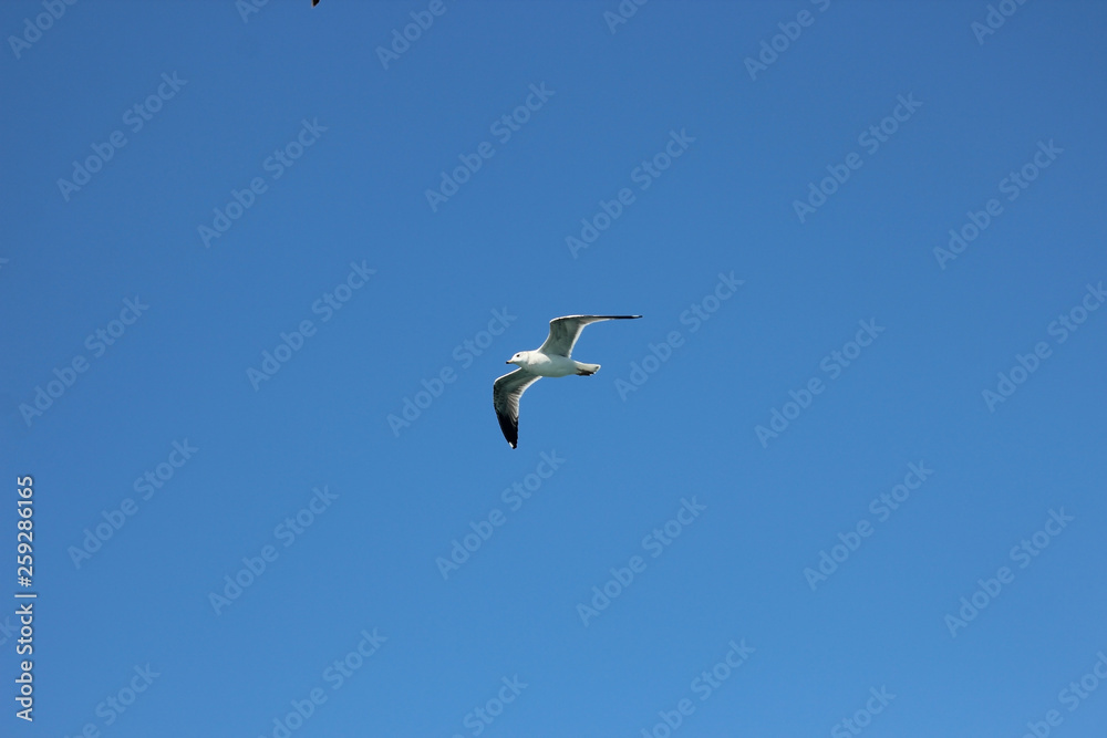 Fototapeta premium 날으는 갈매기