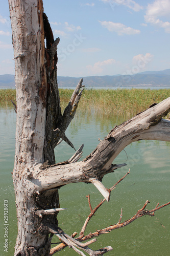 Abandoned trees on the Lake of Doirani Kilkis Greece