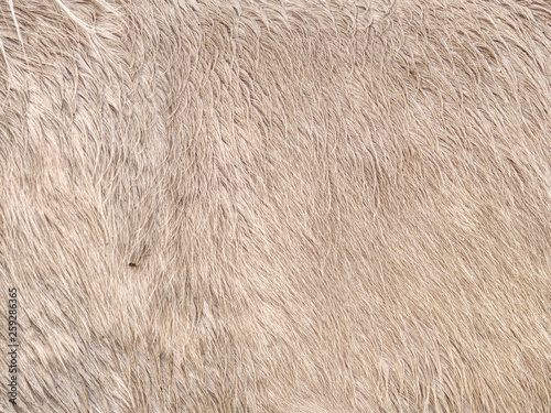 фотографія Caring for horse in winter, warm thick fur