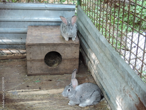 two gray rabbits sitting in a cage near their booth