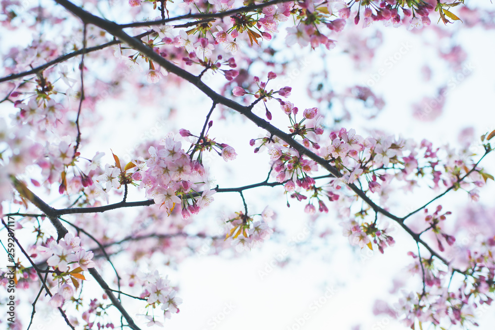Beautiful pink and white flowers on a tree in spring. Beautiful pink and white flowers on a tree in spring.