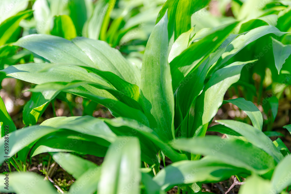 Fototapeta premium Bärlauch, closeup. Lauch, gesund
