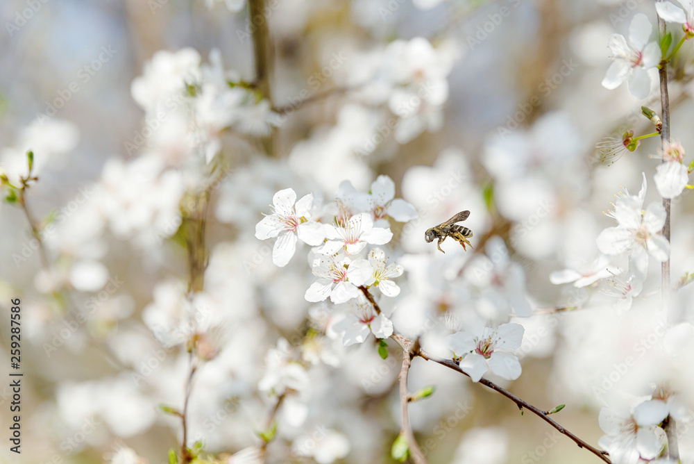 Kirschblüte, Frühling, Blüte, Sonne Kirschblüte, Frühling, Blüte, Sonne