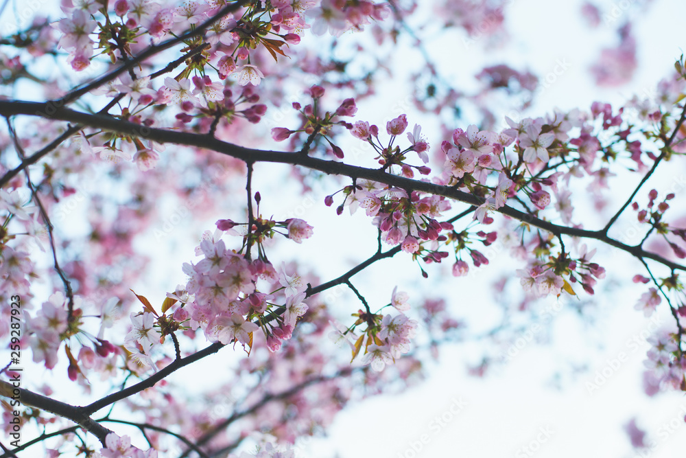 Beautiful pink and white flowers on a tree in spring. Beautiful pink and white flowers on a tree in spring.
