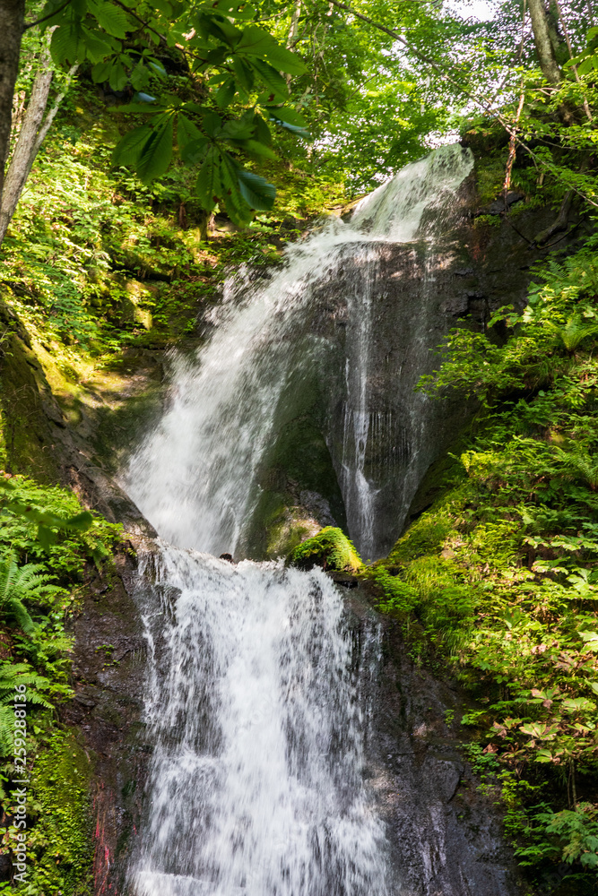 Fototapeta premium Early summer, Aomori Prefecture Oirase mountain stream
