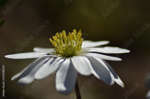 Anemone blanda 'White Splendour' photo