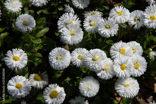 Beautiful white flowers. Sochi.