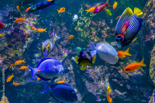 Fototapeta Naklejka Na Ścianę i Meble -  colorful reef fishes