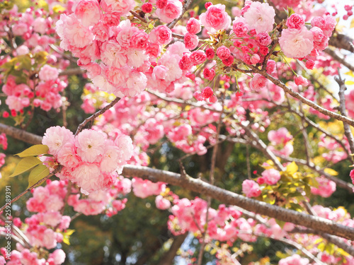 Sakura Peach or cherry blossom Japanese pink flowers, nature park outdoor background concept. Hanami festival spring begins