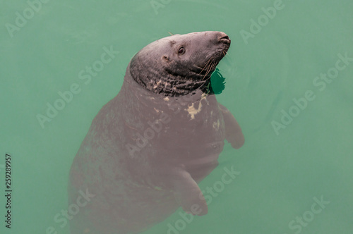 Canvas Print Adorable chubby seal peeking out from the green Irish Sea water