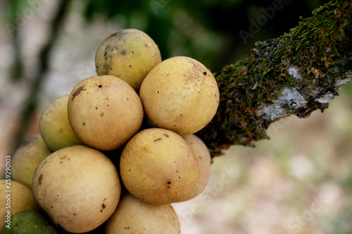 thai fruit