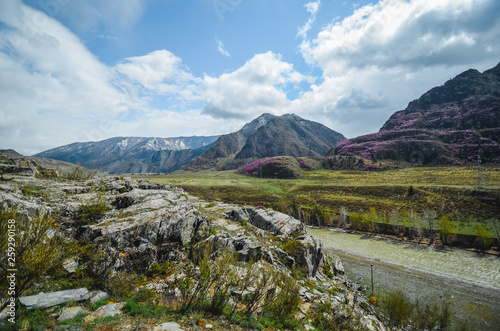 Mountain landscapes of the Chui tract, Altai. Valley Chuya. Spring bloom in the mountains