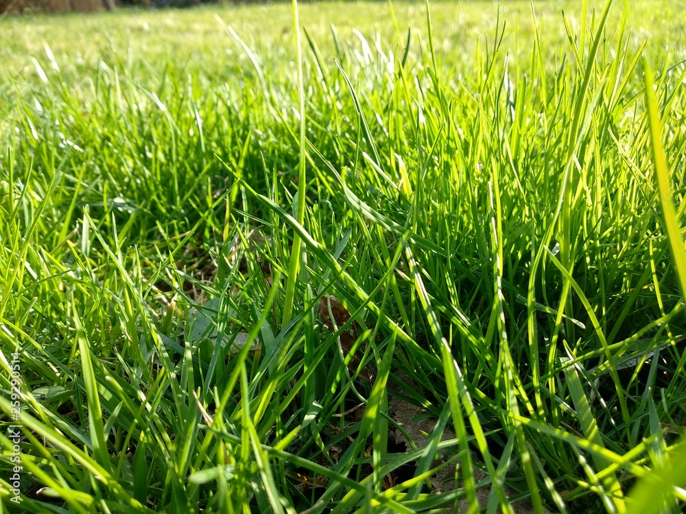 Obraz premium grass spring