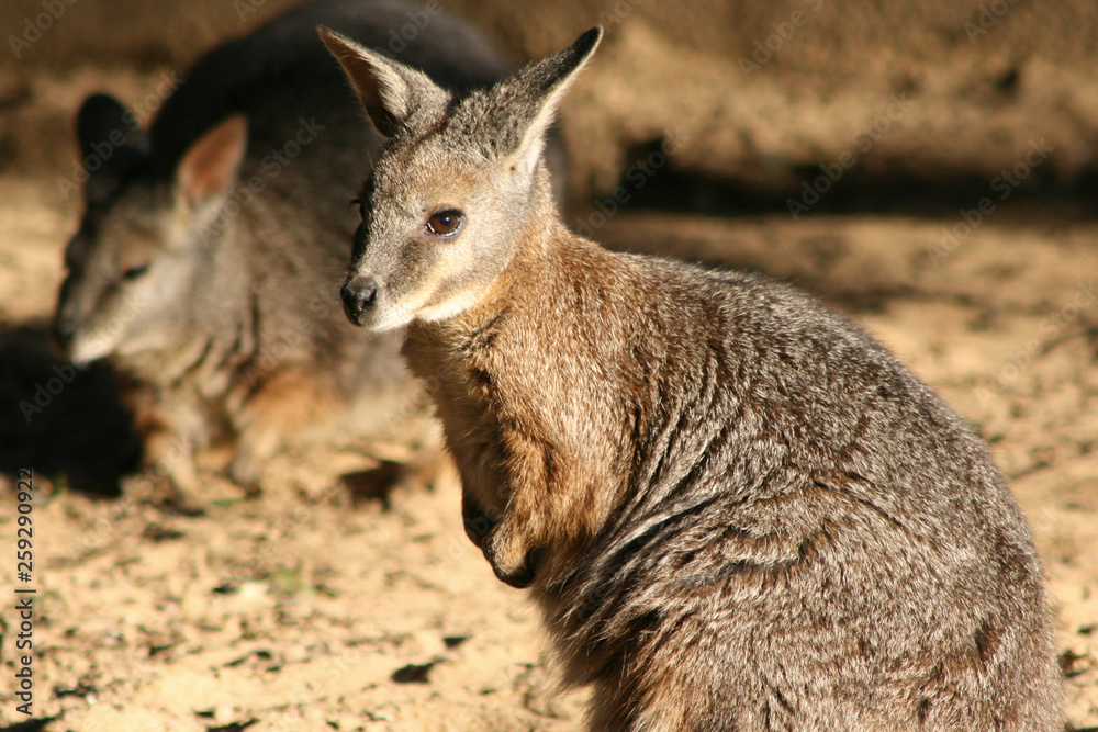 Wallaby