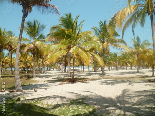 Cocotiers palmiers plage paradisiaque caraïbes
