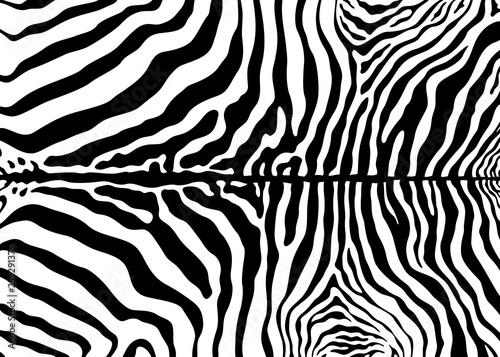 Zebra pattern design. Zebra print vector illustration background. wildlife fur skin design illustration. For web  home decor  fashion  surface design
