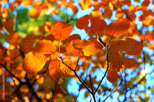 Bright autumn orange leaves on a branch in the forest against the blue sky