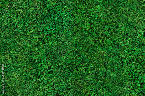 seamless close up green moss texture