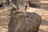 fawn or deer in the prairies of Tobihino in the city of Nara in Japan 1