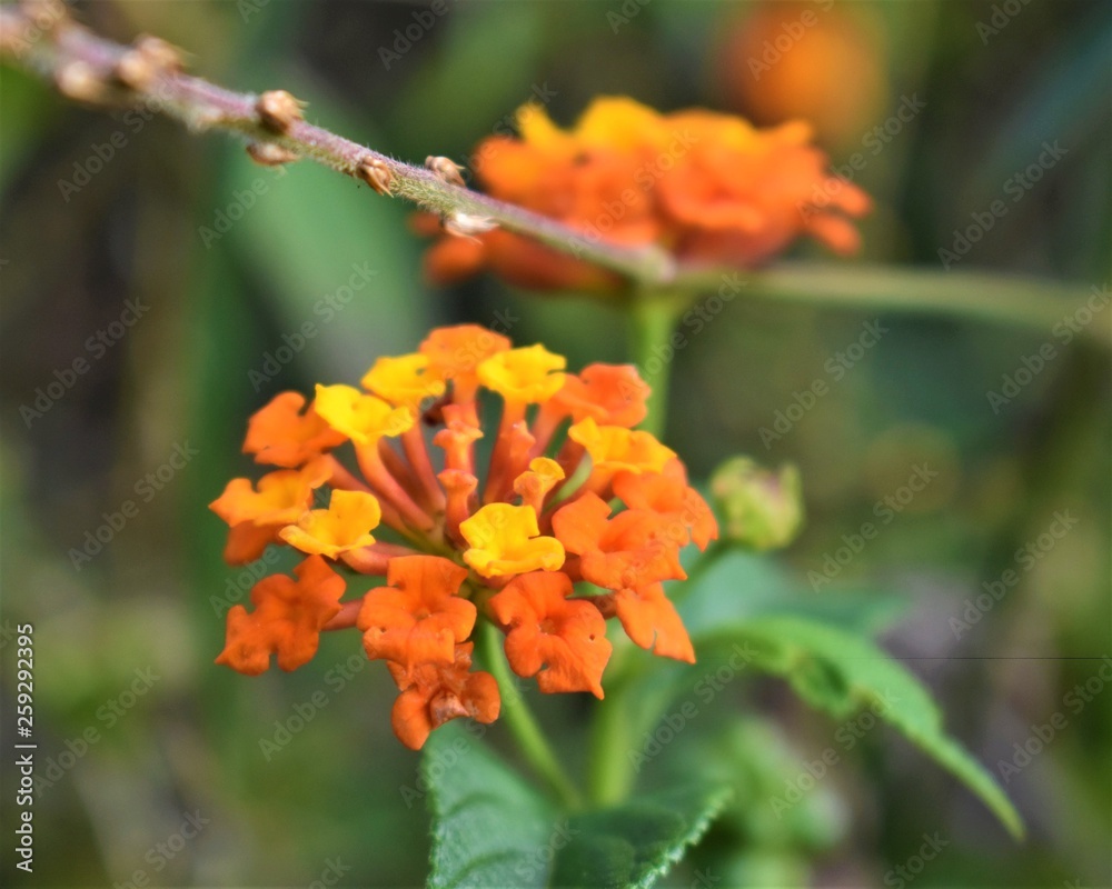 Flower Flower