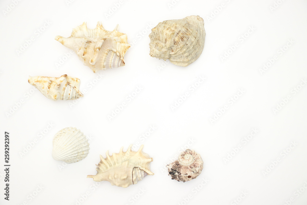 Seashells on white backgorund Seashells on white backgorund