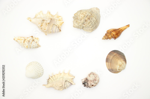 Seashells on white backgorund