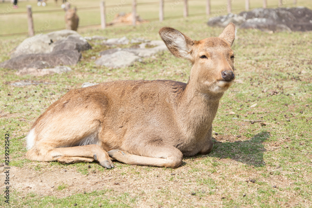 fawn or deer in the prairies of Tobihino in the city of Nara in Japan 6 fawn or deer in the prairies of Tobihino in the city of Nara in Japan 6
