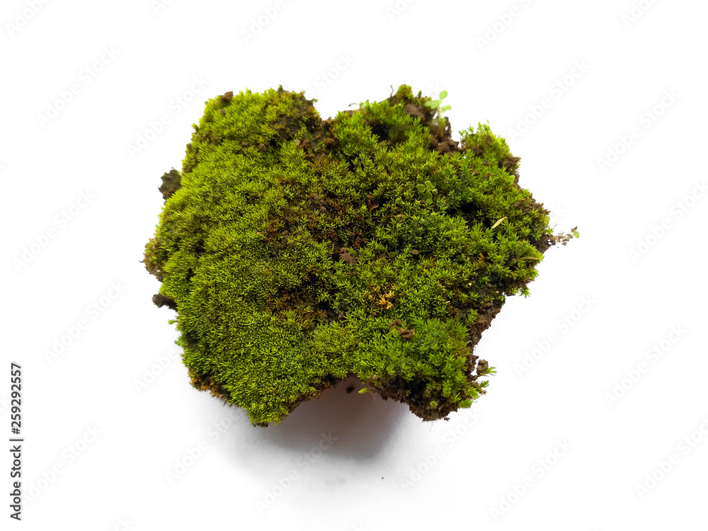 Fototapeta premium Moss texture background. Green moss on white background. Green moss with dirt or soil isolated on white background