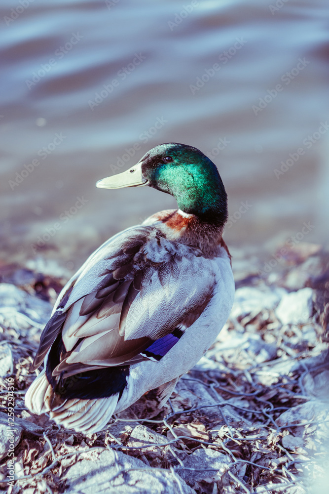 Obraz premium Duck on the shore. Close-up portrait duck. Duck in the park.