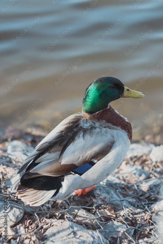 Duck on the shore. Close-up portrait duck. Duck in the park. Duck on the shore. Close-up portrait duck. Duck in the park.