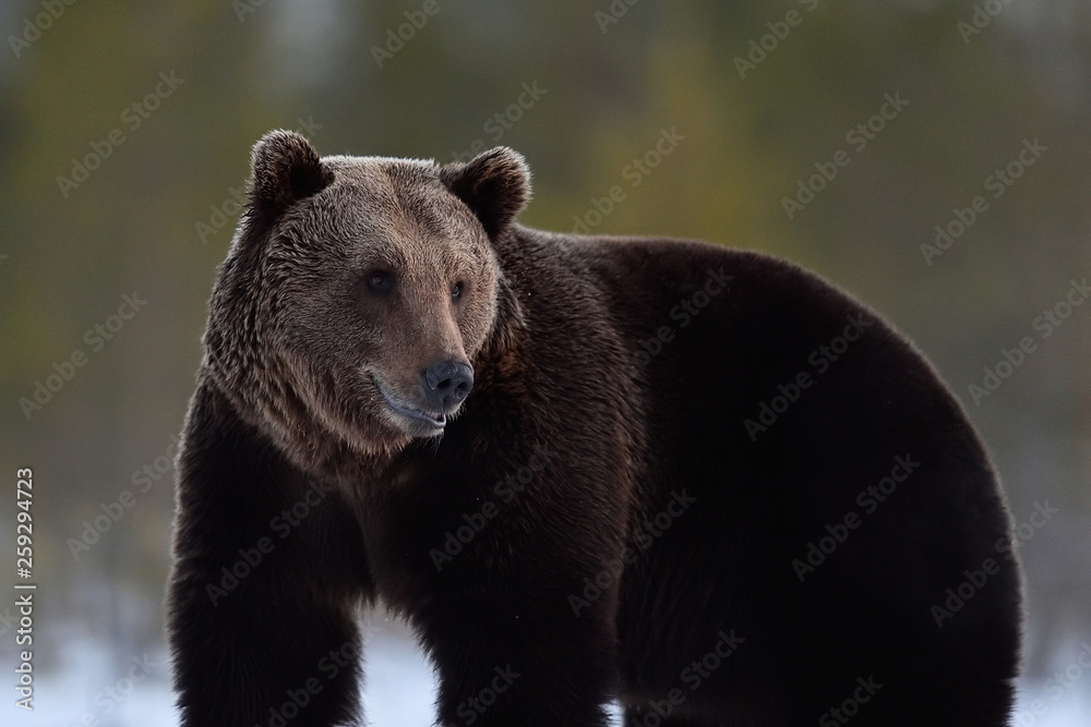 Brown bear portrait in winter fur Brown bear portrait in winter fur
