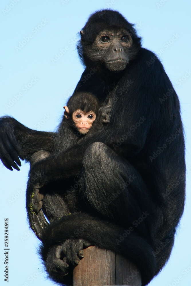 Spider monkeys Spider monkeys