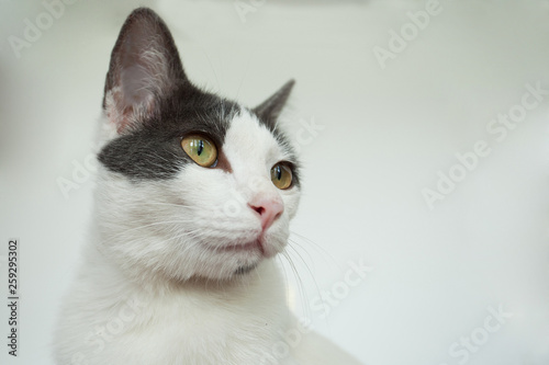 cat in my room