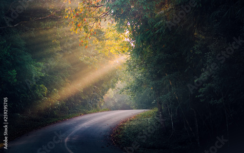 Road in the forest full of trees and the sun shines in the morning. beautiful nature background.