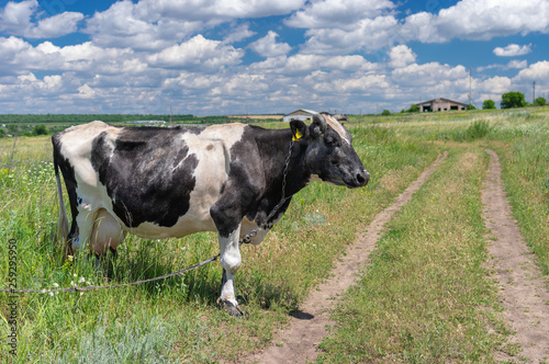 Cute black and white cow chained on a summer pasture in Ukraine