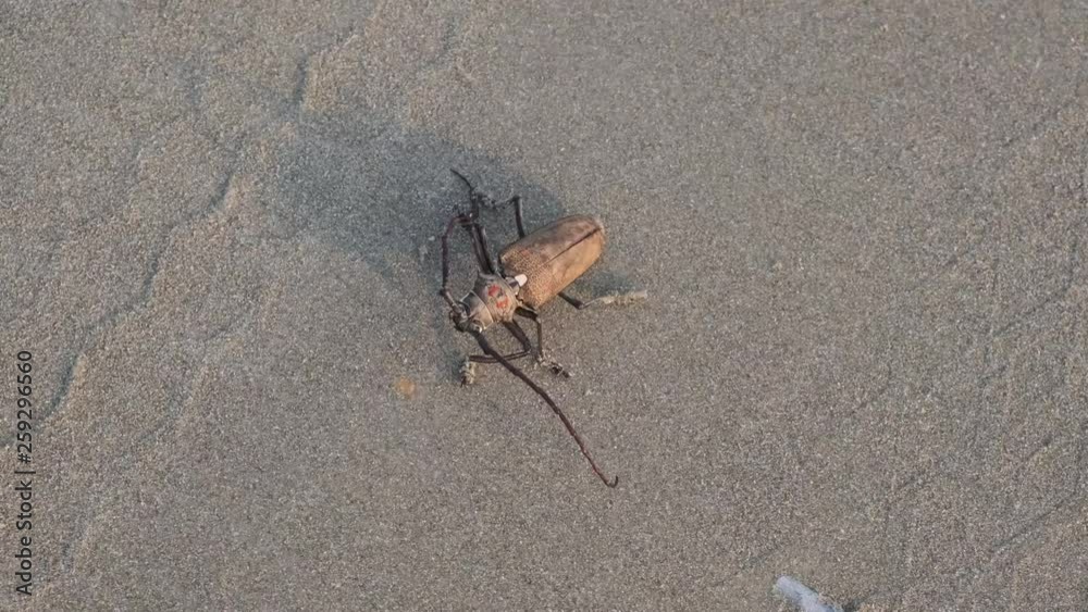 Tree borer (Batocera rufomaculata) on the sand Tree borer (Batocera rufomaculata) on the sand