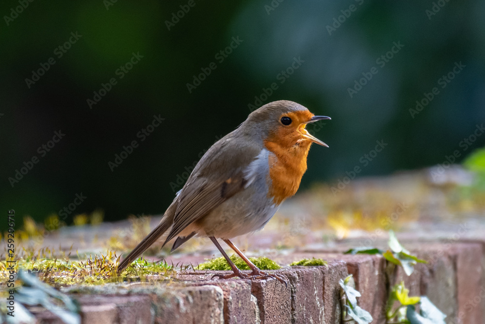 European robin (Erithacus rubecula) European robin (Erithacus rubecula)