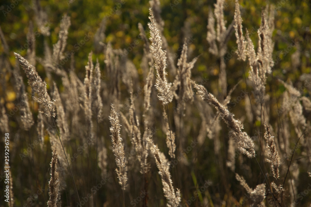 Fototapeta premium grass in the field