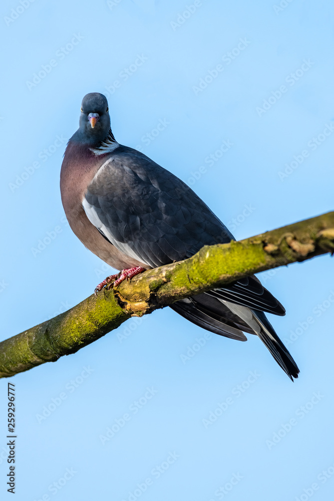 Fototapeta premium Feral pigeons (Columba livia domestica)