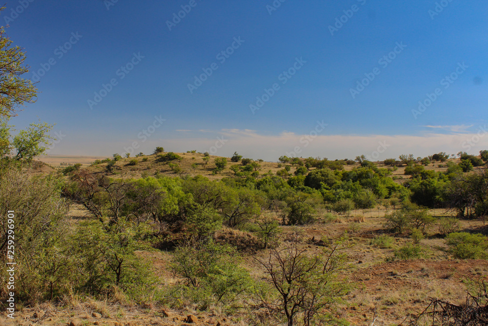 African landscape with clear blue sky - plain in Vrystaat, South Africa 