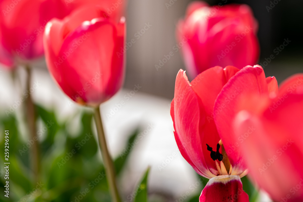 Red tulips that has beaty Red tulips that has beaty