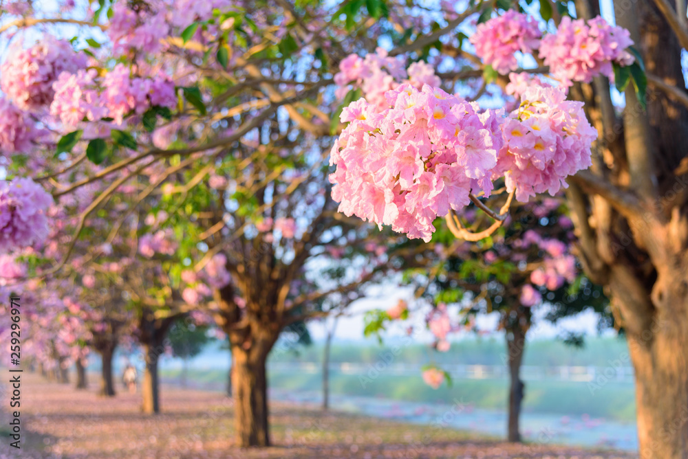 Pink trumpet tree row with Mist in sunrise time / Pink trumpet with sunrise Pink trumpet tree row with Mist in sunrise time / Pink trumpet with sunrise