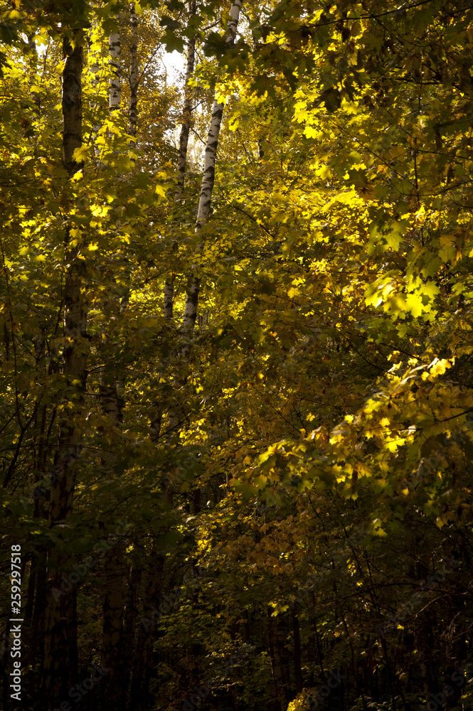 Fototapeta premium autumn in the forest
