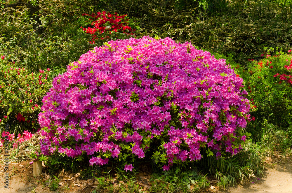 Obraz premium Rhododendron, Azalee, Garten