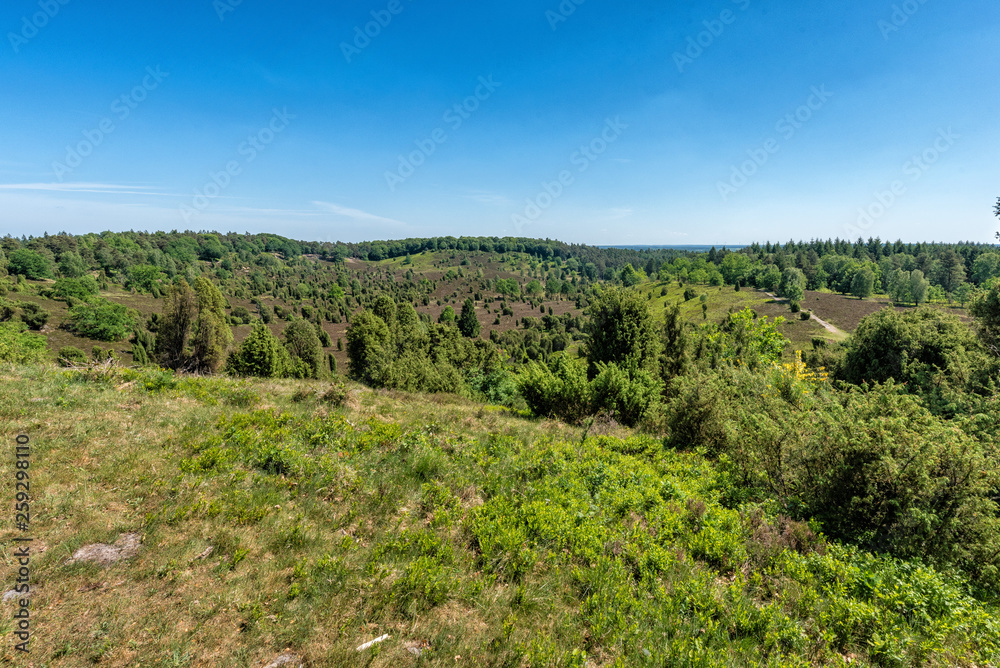 Fototapeta premium Landscape Luenburger heide northern Germany