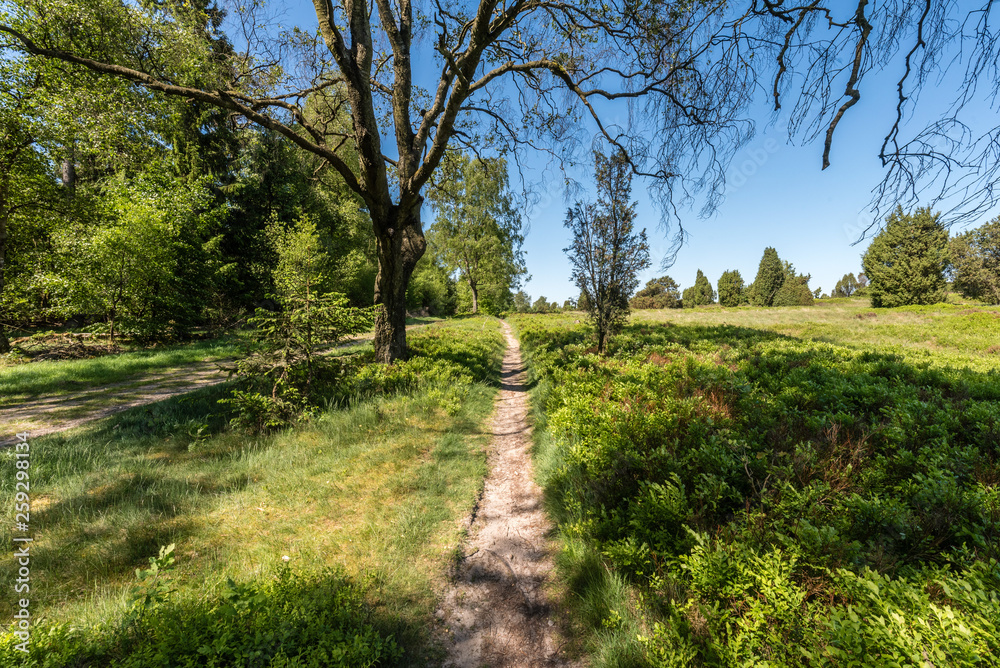 Fototapeta premium Landscape Luenburger heide northern Germany