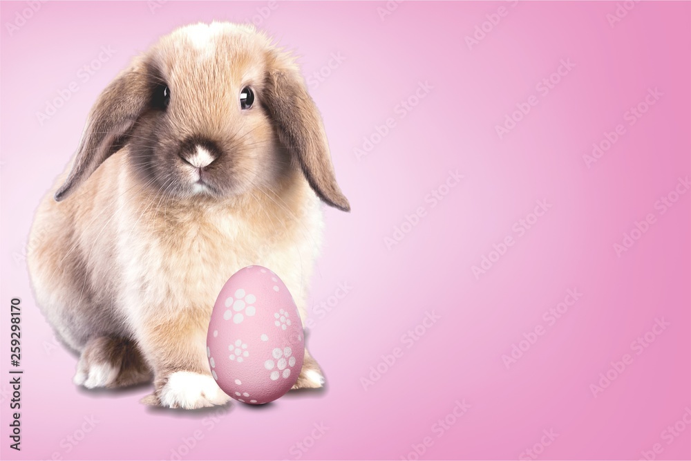 Bunny. Bunny.