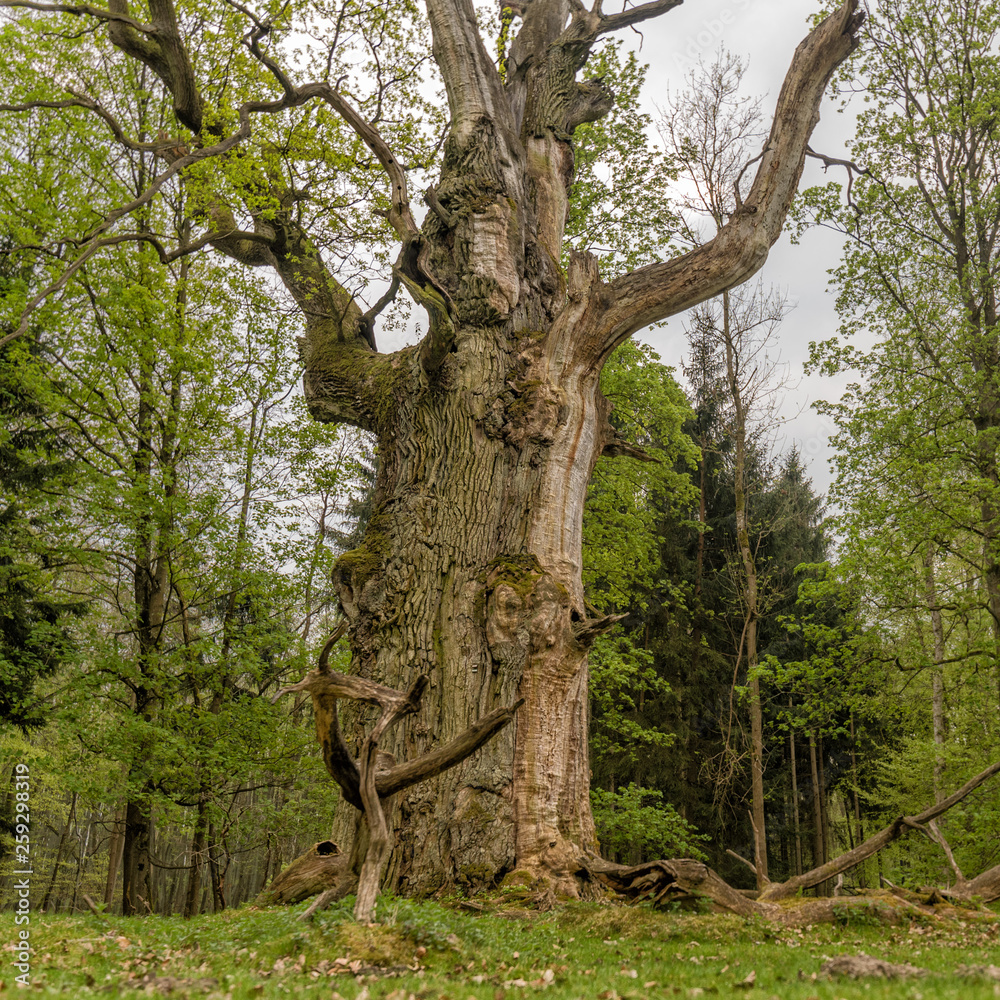 Fototapeta premium Old Oaks in forrest
