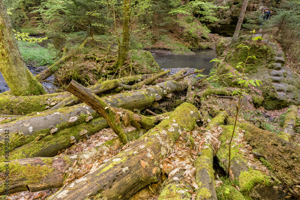 Fototapeta premium National park Elbsandsteingebirge Germany